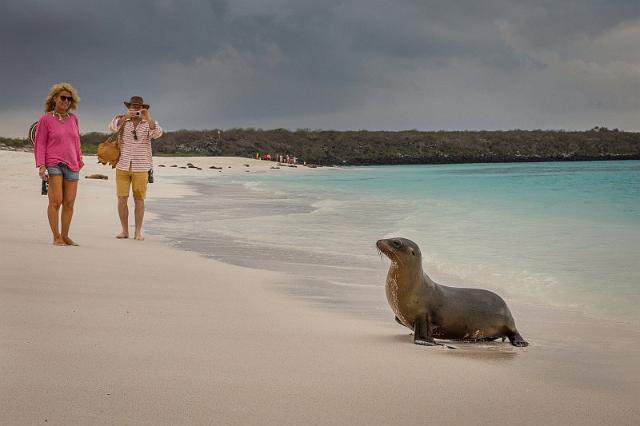 026 Espanola, galapagoszeeleeuw.jpg